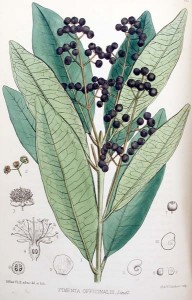 historical_ALLSPICE(PIMENTO)